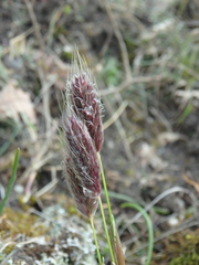 Alopecurus vaginatus