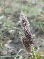 Alopecurus vaginatus