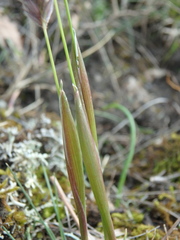 Alopecurus vaginatus