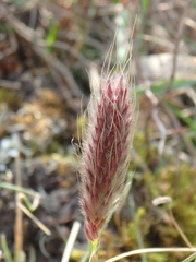 Alopecurus vaginatus
