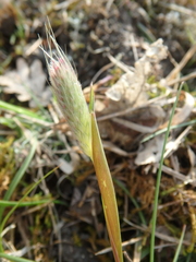 Alopecurus vaginatus