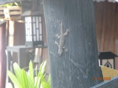 Hemidactylus platyurus