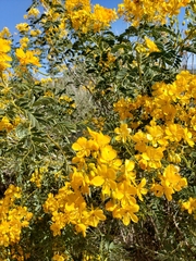Senna multiglandulosa
