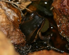 Litoria adelaidensis
