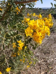 Senna multiglandulosa
