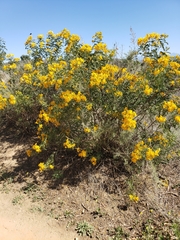 Senna multiglandulosa