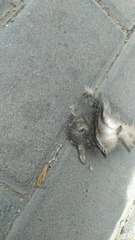 Columba livia domestica