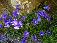 Campanula saxifraga