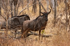 Connochaetes taurinus johnstoni