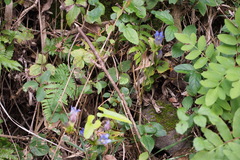 Gentiana scabra buergeri