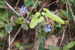 Gentiana scabra buergeri