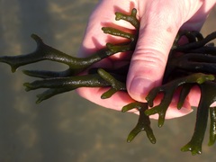 Codium taylorii