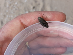 Buprestis striata