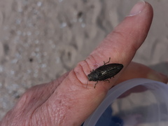 Buprestis striata