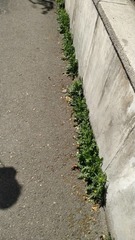 Taraxacum officinale