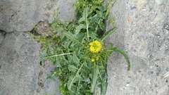 Taraxacum officinale