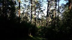 Eucalyptus diversicolor