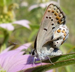 Plebejus samuelis