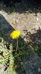 Taraxacum officinale