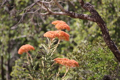 Crassula perfoliata coccinea