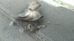 Columba livia domestica