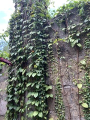 Magnoliopsida