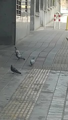 Columba livia domestica