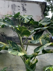 Epipremnum aureum