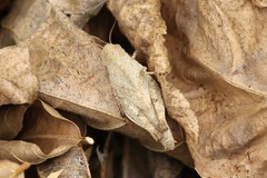 Pycnodictya galinieri