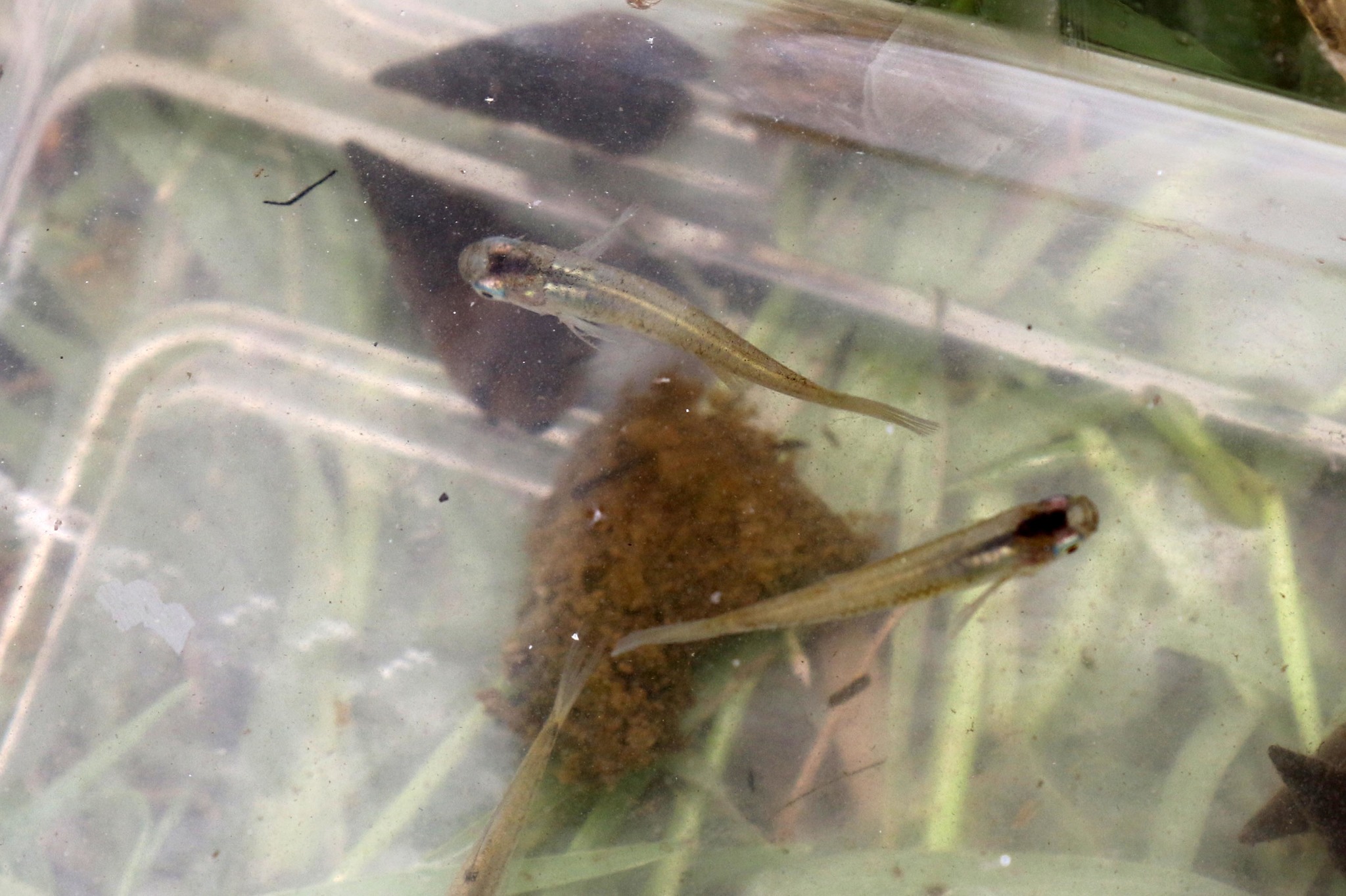 Kongoro Lampeye photo 3