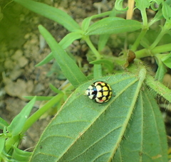 Cheilomenes sulphurea
