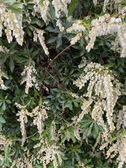Pieris floribunda