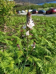 Asphodelus albus