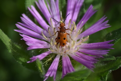 Leptopalpus rostratus