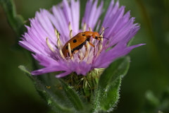 Leptopalpus rostratus