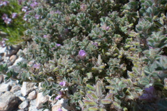 Indigofera glomerata