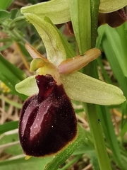 Ophrys exaltata arachnitiformis