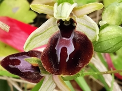 Ophrys exaltata arachnitiformis