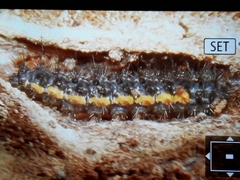 Eilema lurideola