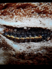 Eilema lurideola