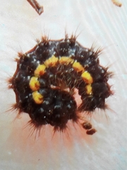 Eilema lurideola