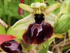 Ophrys exaltata arachnitiformis