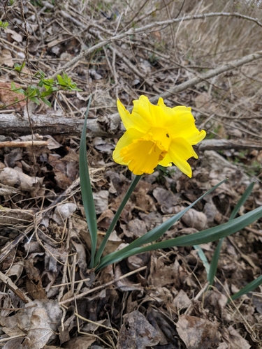 narcis žltý (Narcissus pseudonarcissus)