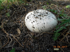 Agaricus gennadii