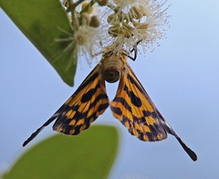 Dysphania subrepleta