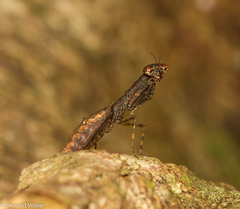 Bantia
