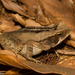 Ornate Forest Toad - Photo (c) Arnold Wijker, some rights reserved (CC BY-NC), uploaded by Arnold Wijker