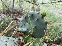 Opuntia dulcis