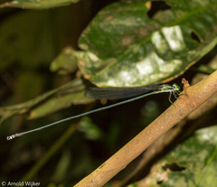 Mecistogaster amalia