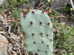 Opuntia dulcis